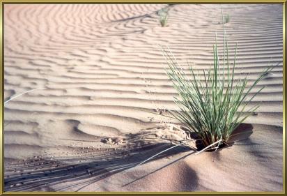In der Wüste "Ramlat al Wahiba" in Oman