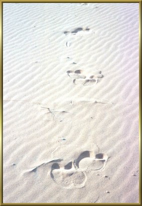 Spuren im Sand vom Schiff der Wste